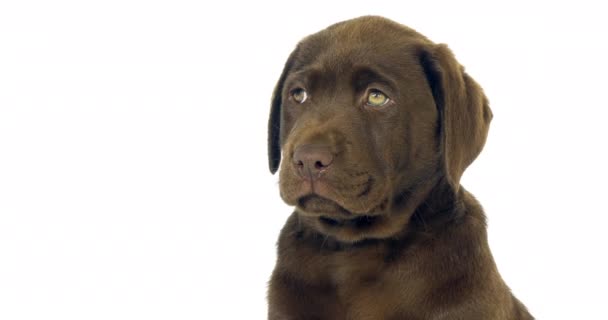 Brown Labrador Retriever, Portrait de chiot sur fond blanc, Normandie, ralenti 4K 
