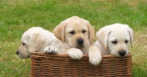 gelber Labrador Retriever, Welpen spielen im Korb, Normandie in Frankreich, Zeitlupe 4k