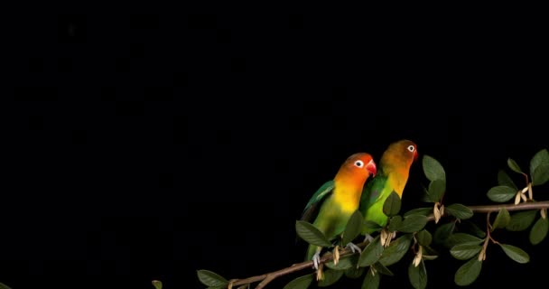 Fischer Lovebird Agapornis Fischeri Pair Standing Branch Taking Flight Slow — Stock Video