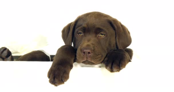 Brown Labrador Retriever, Chiot debout dans une boîte sur fond blanc, Normandie, Ralenti 4K 