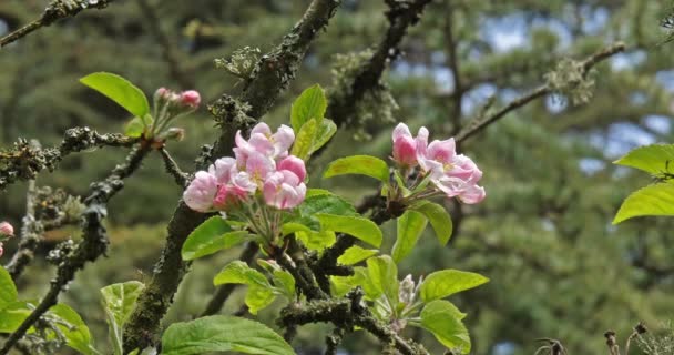 Филиал Apple Tree Flowers Нормандия Франции Замедленная Съемка — стоковое видео