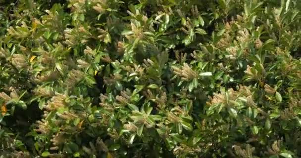Cherry Laurel Vagy Laurel Cherry Prunus Laurocerasus Blooming Tree Normandiában — Stock videók