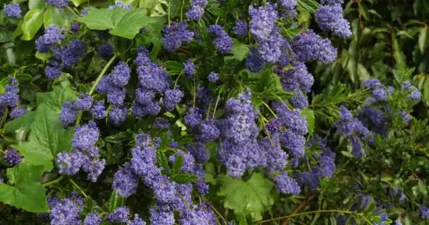 Ceanothus Virágzik Kertben Tavasz Normandia Franciaországban — Stock videók