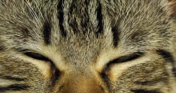 Chat domestique brun tabby, Portrait d'une chatte sur fond blanc, Gros plan sur les yeux, Mouvement lent 4K 