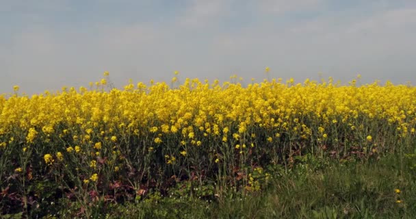 Tecavüz Alanı Brassica Napus Normandiya Ağır Çekim — Stok video