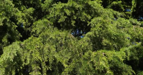 Viento Arbusto Normandía Francia Cámara Lenta — Vídeo de stock