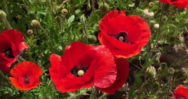 Campo Papoilas Papaver Rhoeas Flor Vento Perto Sibenik Croácia Câmera — Vídeo de Stock