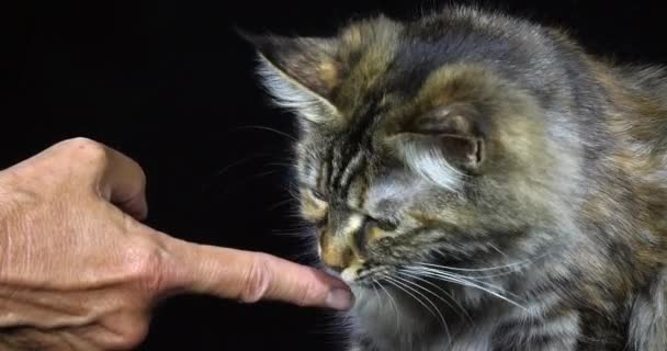 Tortie Maine Coon Domestic Cat Portrait Female Licking Her Mistress — стоковое видео