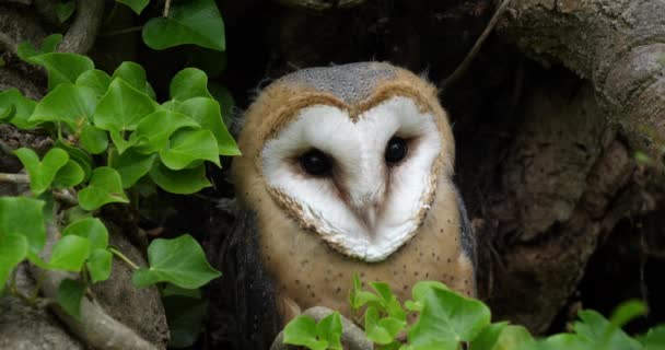 Barn Owl Tyto Alba Portrait Unmature Looking Normandy France Slow — 图库视频影像