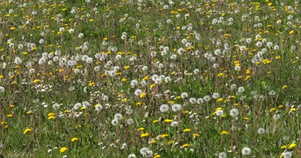 Prairie Aux Fleurs Pissenlit Taraxacum Officinale Normandie France Ralenti — Video