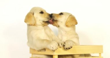 Sarı Labrador Retriever, Beyaz Arkaplanda Kutuda Oynayan Yavrular, Yalama, Normandiya, Yavaş Film 4k