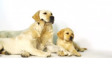 Sarı Labrador Retriever, Beyaz Arkaplanda Sürtük ve Yavrular, Normandiya, Yavaş Hareket 4k