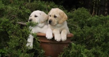 Sarı Labrador Retriever, Yavrular Bir Saksıda Oynuyor, Normandiya, Yavaş Hareket 4k