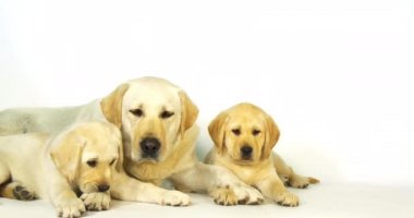 Sarı Labrador Retriever, Beyaz Arkaplanda Sürtük ve Yavrular, Normandiya, Yavaş Hareket 4k