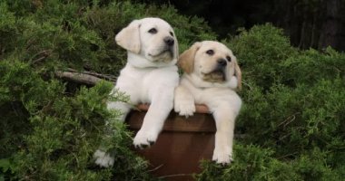 Sarı Labrador Retriever, Yavrular Bir Saksıda Oynuyor, Normandiya, Yavaş Hareket 4k