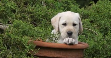 Sarı Labrador Retriever, Yavru Köpek Bir Saksıda Oynuyor, Normandiya, Yavaş Hareket 4k