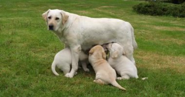 Yavru köpekleri besleyen Sarı Labrador Kaltağı, Fransa 'da Normandiya, Yavaş Hareket 4k