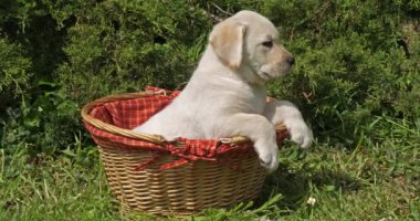 Sarı Labrador Retriever, Yavru Köpek Sepette Oynuyor, Normandiya, Yavaş Hareket 4k