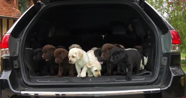 Sárga Barna Fekete Labrador Retriever Kiskutyák Csomagtartóban Normandia Franciaországban Lassú — Stock videók