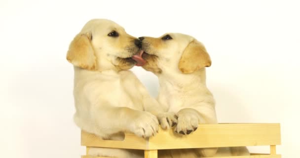 Yellow Labrador Retriever Κουτάβια Παίζοντας Ένα Κουτί Λευκό Φόντο Licking — Αρχείο Βίντεο