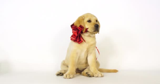 Yellow Labrador Retriever Puppy Aangeboden Als Een Geschenk Witte Achtergrond — Stockvideo