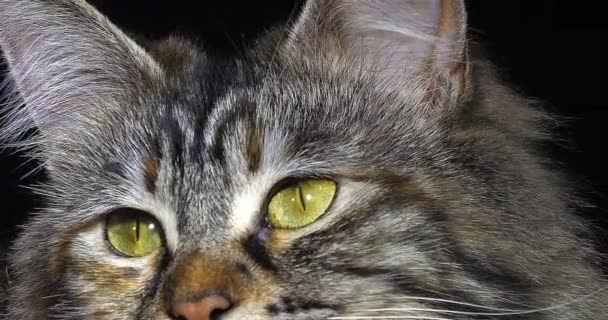 トーティ メイン クーン国内猫 黒を背景にした女性の肖像 フランスのノルマンディー スローモーション4K — ストック動画