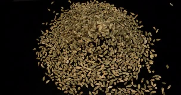 Cardamomo Elettaria Cardamomum Tempero Caindo Contra Fundo Preto Câmera Lenta — Vídeo de Stock