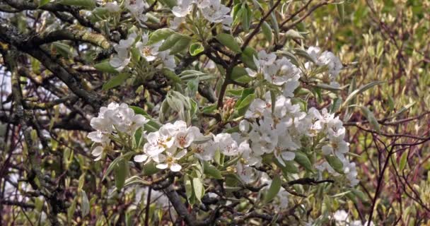Branch Apple Tree Flowers Normandy France Slow Motion — Stock Video