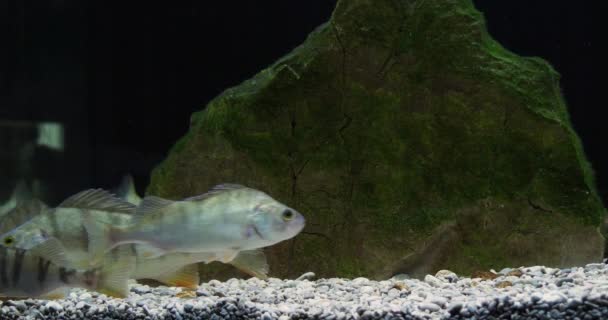 Европейский Окунь Perca Fluviatilis Water Fish Slow Motion — стоковое видео