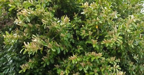 Cherry Laurel Laurel Cherry Plunus Laurocerasus Blooming Tree Norfeley France — стоковое видео