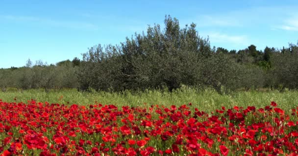 Poppiefält Papaver Rosor Blom Olivträd Nära Sibenik Kroatien Slow Motion — Stockvideo