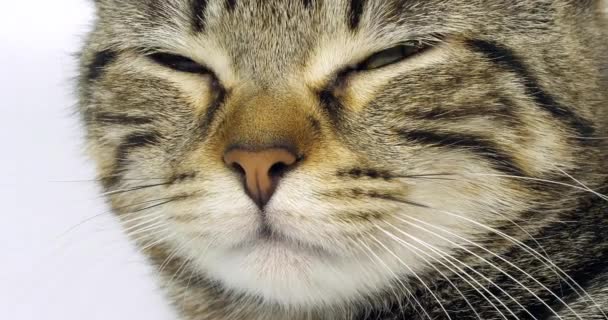 Brown Tabby Inhemsk Katt Porträtt Mus Vit Bakgrund Närbild Ögon — Stockvideo