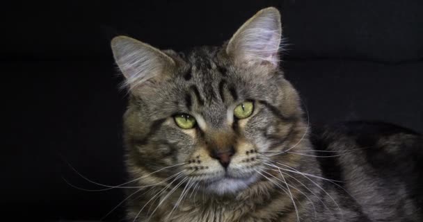 Brown Blotched Tabby Maine Coon Domestic Cat Retrato Hombre Contra — Vídeos de Stock