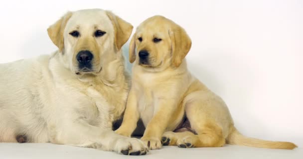 Amarillo Labrador Retriever Perra Cachorro Sobre Fondo Blanco Normandía Cámara — Vídeo de stock