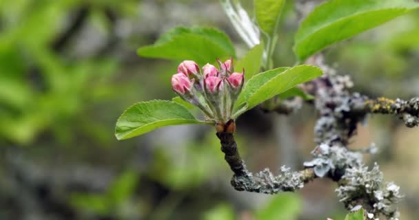 Çiçeklerdeki Elma Ağacı Şubesi Fransa Daki Normandiya Yavaş Çekim — Stok video