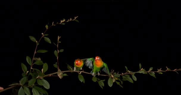 Fischer Lovebird Agapornis Fischeri Pár Álló Branch Felszállás Repülés Közben — Stock videók