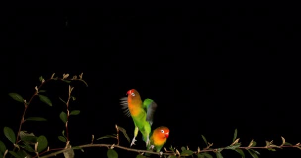 Fischer Lovebird Agapornis Fischeri Paar Staande Branch Opstijgen Tijdens Vlucht — Stockvideo