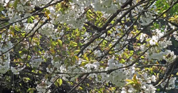 春花园盛开的樱桃树 — 图库视频影像