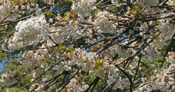 Ανθισμένη Κερασιά Στον Κήπο Της Άνοιξης — Αρχείο Βίντεο