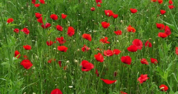 Campo Amapolas Papaver Rhoeas Flor Cerca Sibenik Croacia Cámara Lenta — Vídeo de stock