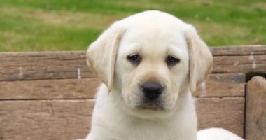 Labrador Retriever, Yellow Puppy in a Wheelbarrow, Normandy in France, Slow Motion 4k