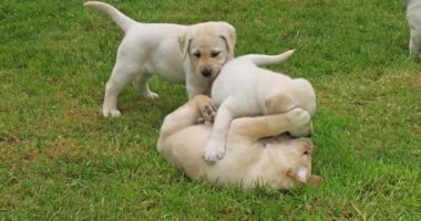Sarı Labrador Retriever, Çimlerde Oynayan Yavru Yavrular Grubu, Fransa 'da Normandiya, Yavaş Hareket 4k