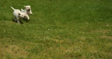 Sarı Labrador Retriever, Çimlerde koşan Yavrular, Fransa 'da Normandiya, Yavaş Hareket 4k