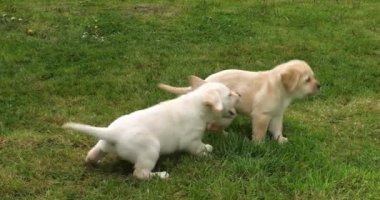 Sarı Labrador Retriever, Çimlerde Oynayan Yavrular, Fransa 'da Normandiya, Yavaş Hareket 4k