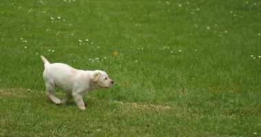Sarı Labrador Retriever, Çimlerde Koşan Köpek, Fransa 'da Normandiya, Yavaş Hareket 4k