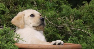 Sarı Labrador Retriever, Yavru Köpek Bir Saksıda Oynuyor, Normandiya, Yavaş Hareket 4k