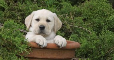 Sarı Labrador Retriever, Yavru Köpek Bir Saksıda Oynuyor, Normandiya, Yavaş Hareket 4k
