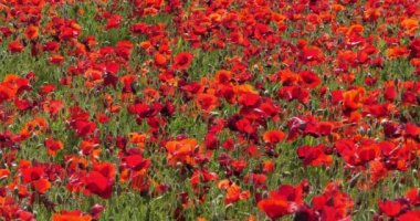 Haşhaş tarlası, papaver rhoeas, çiçek açmış, Hırvatistan 'da Sibenik yakınlarında, yavaş çekim 4k