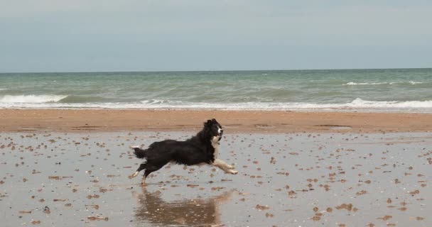 Confine Collie Dog Maschio Che Corre Sulla Spiaggia Normandia Lento — Video Stock