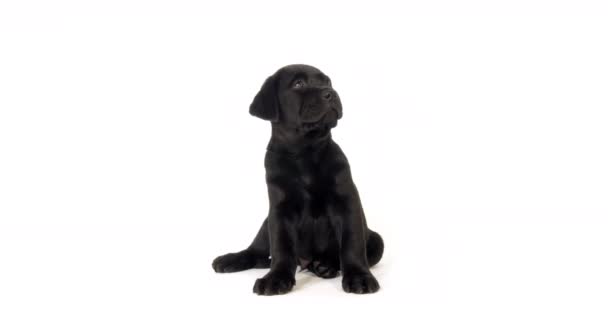ブラックラブラドールレトリバー 白い背景の子犬 ノルマンディー スローモーション4K — ストック動画